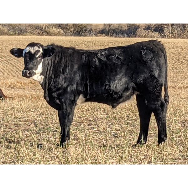 Twin Arrows Ranch - 600# Steer Calves - 100 Head (Erskine, AB)