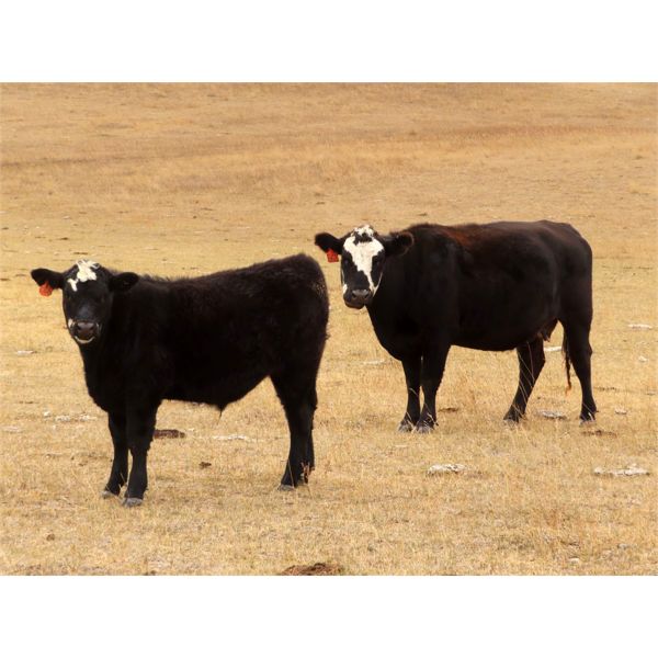 Spring View Ranch Ltd. - 650# Steer Calves - 70 Head (Beaubier, SK)