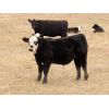 Image 2 : Spring View Ranch Ltd. - 650# Steer Calves - 70 Head (Beaubier, SK)