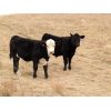 Image 4 : Spring View Ranch Ltd. - 650# Steer Calves - 70 Head (Beaubier, SK)