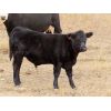 Image 5 : Spring View Ranch Ltd. - 650# Steer Calves - 70 Head (Beaubier, SK)