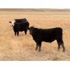 Image 6 : Spring View Ranch Ltd. - 650# Steer Calves - 70 Head (Beaubier, SK)