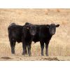 Image 7 : Spring View Ranch Ltd. - 650# Steer Calves - 70 Head (Beaubier, SK)