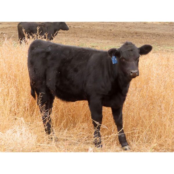 Spring View Ranch Ltd. - 575# Heifer Calves - 20 Head (Beaubier, SK)