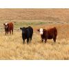 Image 5 : Spring View Ranch Ltd. - 575# Heifer Calves - 20 Head (Beaubier, SK)
