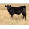 Image 3 : Fuchs Cattle - 485# Steer Calves - 90 Head (Bethune, SK)
