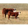 Image 4 : Fuchs Cattle - 485# Steer Calves - 90 Head (Bethune, SK)
