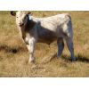 Image 6 : Fuchs Cattle - 485# Steer Calves - 90 Head (Bethune, SK)