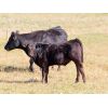 Image 7 : Fuchs Cattle - 485# Steer Calves - 90 Head (Bethune, SK)