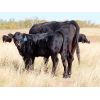 Image 8 : Fuchs Cattle - 485# Steer Calves - 90 Head (Bethune, SK)