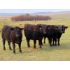 Image 2 : Heartland Ranch - 1050# Bred Heifers - 13 Head (Wood Mountain, SK)