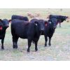 Image 4 : Heartland Ranch - 1050# Bred Heifers - 13 Head (Wood Mountain, SK)