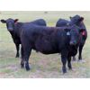 Image 5 : Heartland Ranch - 1050# Bred Heifers - 13 Head (Wood Mountain, SK)