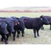 Image 6 : Heartland Ranch - 1050# Bred Heifers - 13 Head (Wood Mountain, SK)