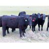 Image 8 : Heartland Ranch - 1050# Bred Heifers - 13 Head (Wood Mountain, SK)