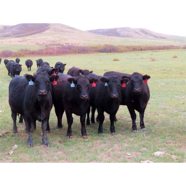 Heartland Ranch - 1050# Bred Heifers - 12 Head (Wood Mountain, SK)