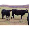 Image 7 : Heartland Ranch - 1050# Bred Heifers - 12 Head (Wood Mountain, SK)
