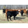 Image 3 : Moore's Ranching - 580# Steer Calves - 280 Head (Loon Lake, SK)