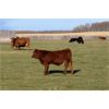 Image 4 : Moore's Ranching - 580# Steer Calves - 280 Head (Loon Lake, SK)