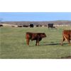 Image 5 : Moore's Ranching - 580# Steer Calves - 280 Head (Loon Lake, SK)