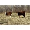 Image 6 : Moore's Ranching - 580# Steer Calves - 280 Head (Loon Lake, SK)