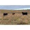 Image 7 : Moore's Ranching - 580# Steer Calves - 280 Head (Loon Lake, SK)