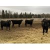 Image 3 : Diamond 7 Ranch - 875# Heifers - 32 Head (Cochrane, AB)