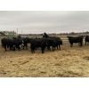 Image 4 : Diamond 7 Ranch - 875# Heifers - 32 Head (Cochrane, AB)