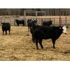 Image 5 : Diamond 7 Ranch - 875# Heifers - 32 Head (Cochrane, AB)