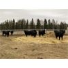 Image 6 : Diamond 7 Ranch - 875# Heifers - 32 Head (Cochrane, AB)