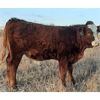 Image 3 : Bast Farms  - 575# Steer Calves - 95 Head (Macklin, SK)