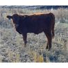 Image 6 : Bast Farms  - 575# Steer Calves - 95 Head (Macklin, SK)