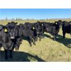 Image 1 : AspenTerra Inc. - 885# Heifers - 60 Head (Lundar, MB)