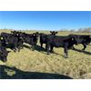 Image 3 : AspenTerra Inc. - 885# Heifers - 60 Head (Lundar, MB)