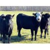 Image 5 : AspenTerra Inc. - 885# Heifers - 60 Head (Lundar, MB)