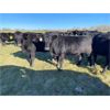 Image 6 : AspenTerra Inc. - 885# Heifers - 60 Head (Lundar, MB)