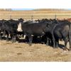 Image 1 : Loewen & Heather Sigfusson - 875# Heifers - 70 Head (Oakview, MB)