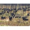 Image 4 : Blue Goose Cattle Co. - 540# Steer Calves - 220 Head (Williams Lake, BC)