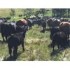 Image 2 : Blue Goose Cattle Co. - 520# Heifer Calves - 230 Head (Williams Lake, BC)