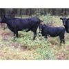 Image 3 : Blue Goose Cattle Co. - 520# Heifer Calves - 230 Head (Williams Lake, BC)