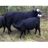 Image 3 : Blue Goose Cattle Co. - 485# Steer Calves - 120 Head (Williams Lake, BC)