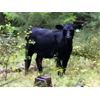 Image 4 : Blue Goose Cattle Co. - 485# Steer Calves - 120 Head (Williams Lake, BC)