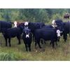 Image 1 : Blue Goose Cattle Co. - 490# Heifer Calves - 240 Head (Williams Lake, BC)
