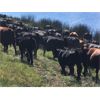 Image 2 : Blue Goose Cattle Co. - 490# Heifer Calves - 240 Head (Williams Lake, BC)