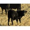Image 2 : Deis Ranch - 550# Steer Calves - 110 Head (Fox Valley, SK)