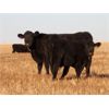 Image 3 : Deis Ranch - 550# Steer Calves - 110 Head (Fox Valley, SK)
