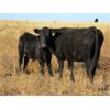 Image 4 : Deis Ranch - 550# Steer Calves - 110 Head (Fox Valley, SK)