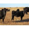 Image 5 : Deis Ranch - 550# Steer Calves - 110 Head (Fox Valley, SK)