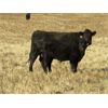 Image 6 : Deis Ranch - 550# Steer Calves - 110 Head (Fox Valley, SK)