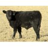 Image 1 : Deis Ranch - 475# Steer Calves - 110 Head (Fox Valley, SK)